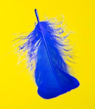 Blue feather isolated on yellow background Stock Photos