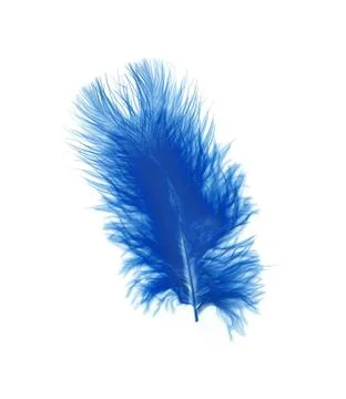 Blue feather over white background Stock Photos