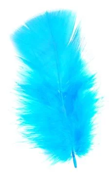 Blue feather Stock-Fotos