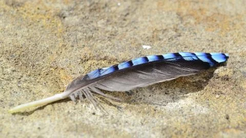 Blue feather 写真素材