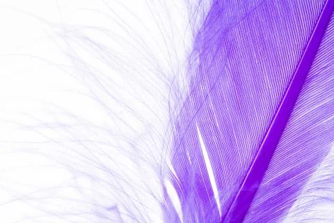 Blue Feather Stock Photos
