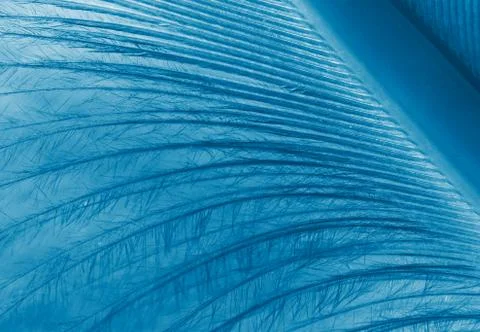 Blue feather Stock-Fotos