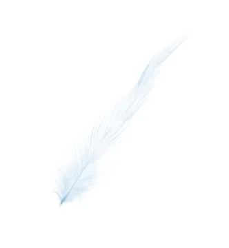 Blue feather Stock Photos