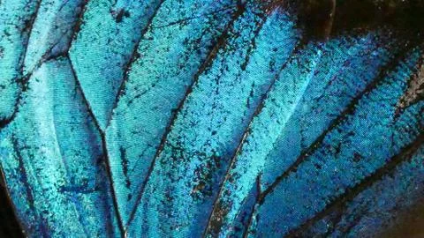 Blue feather Stock Photos