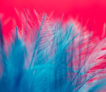 Blue feather on a red background. close Stock Photos