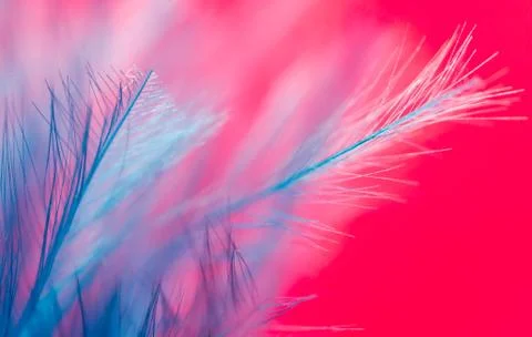 Blue feather on a red background. close Stock Photos