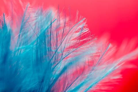Blue feather on a red background. close Stock Photos