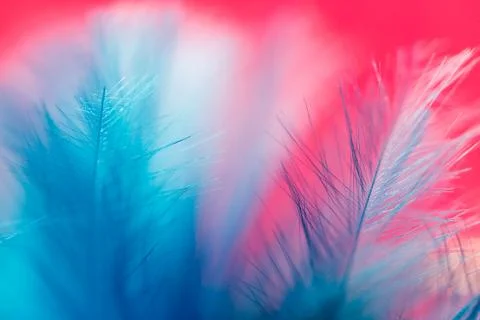Blue feather on a red background. close Stock Photos