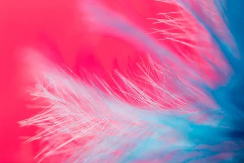 Blue feather on a red background. close Stock Photos