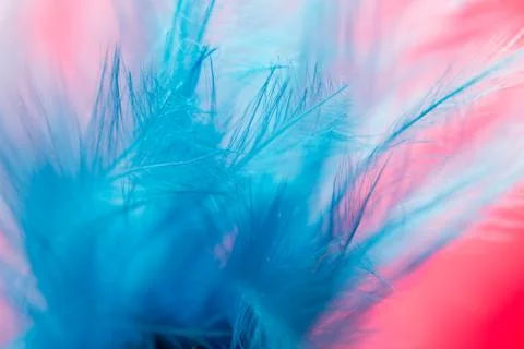 Blue feather on a red background. close Stock Photos