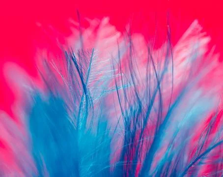 Blue feather on a red background. close Stock Photos