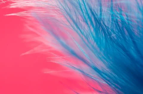 Blue feather on a red background. close Stock Photos