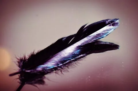 Blue feather, on a red background with a reflection in a mirror. May Stock Photos