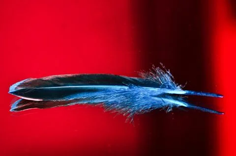 Blue feather, on a red background with a reflection in a mirror. Stock Photos