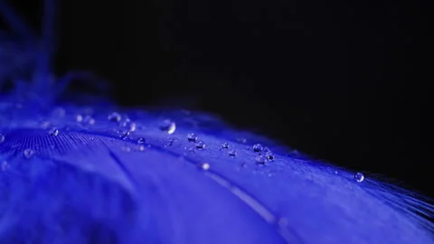Blue feather softly moving from air breath. Soft texture of exotic bird plumage Stock Footage 307708549