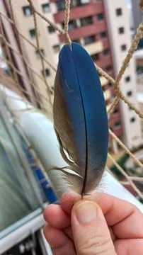 Blue Feather with Urban Background Stock Photos