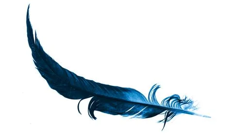 A blue feather on a white isolated background Stock Photos