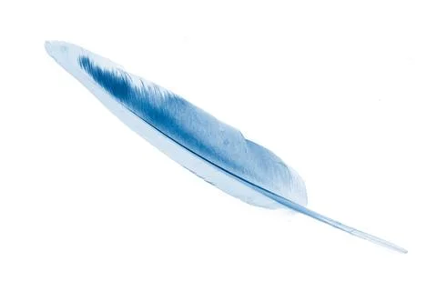 A blue feather on a white isolated background Stock Photos