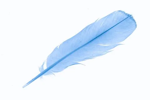 A blue feather on a white isolated background Stock Photos