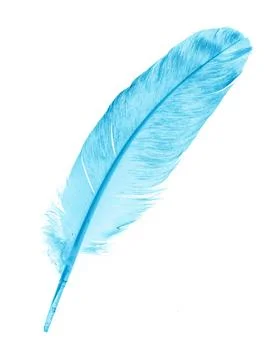 A blue feather on a white isolated background Stock Photos