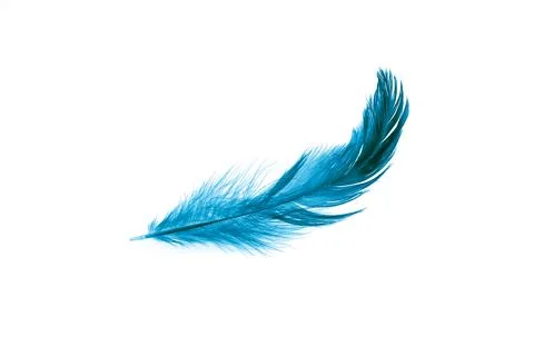 A blue feather on a white isolated background Stock Photos