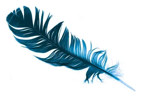 A blue feather on a white isolated background Stock Photos