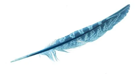 A blue feather on a white isolated background Stock Photos