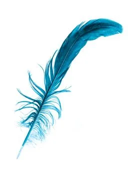 A blue feather on a white isolated background Stock Photos