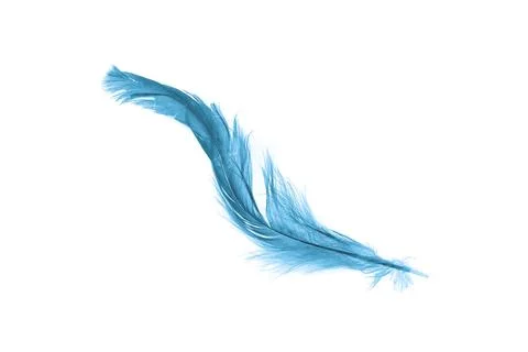 A blue feather on a white isolated background Stock Photos