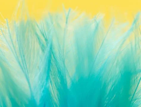 Blue feather on a yellow background. close Stock Photos