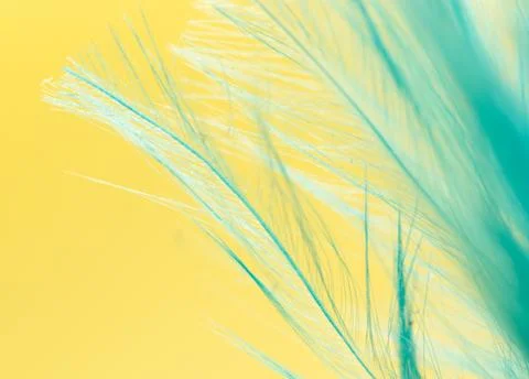 Blue feather on a yellow background. close Stock Photos
