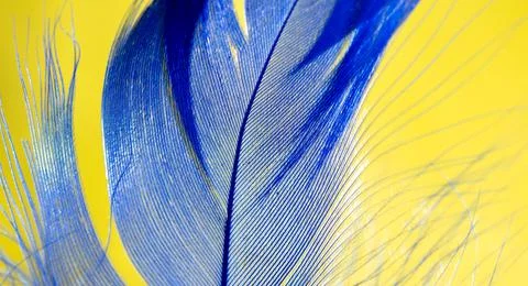 Blue feather on a yellow background. Stock Photos