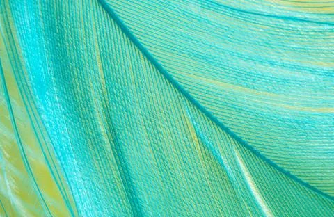 Blue feather on a yellow background. Stock Photos