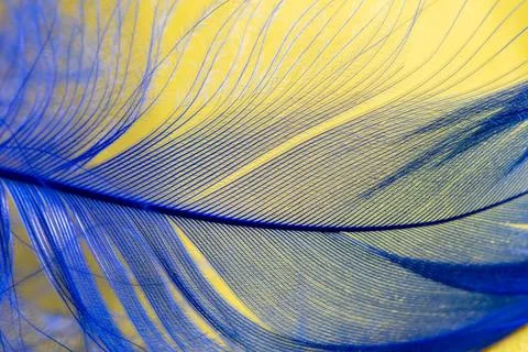Blue feather on a yellow background. Stock Photos