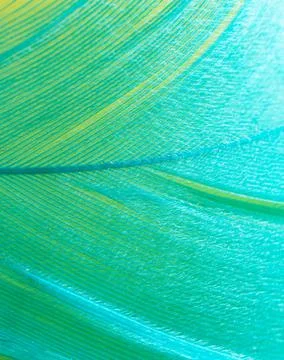 Blue feather on a yellow background. Stock Photos