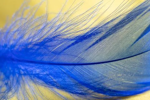 Blue feather on a yellow background. Stock Photos