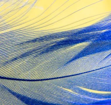Blue feather on a yellow background. Stock Photos
