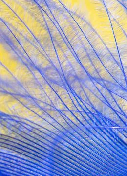Blue feather on a yellow background. Stock Photos