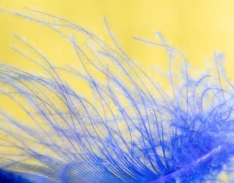 Blue feather on a yellow background. Stock Photos