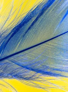 Blue feather on a yellow background. Stock Photos