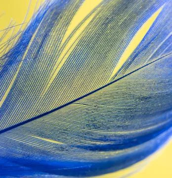 Blue feather on a yellow background. Stock Photos