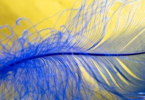 Blue feather on a yellow background. Stock Photos