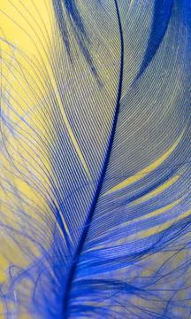 Blue feather on a yellow background. Stock Photos