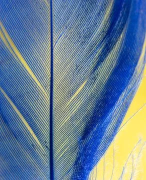 Blue feather on a yellow background. Stock Photos