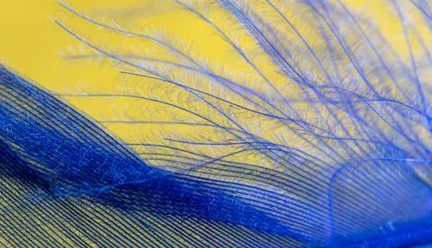 Blue feather on a yellow background. Stock Photos