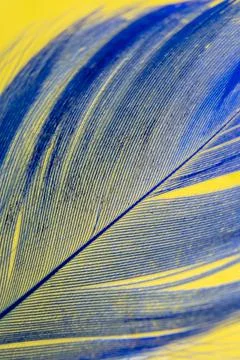 Blue feather on a yellow background. Stock Photos