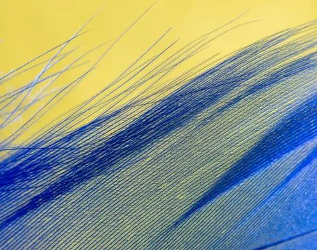 Blue feather on a yellow background. Stock Photos