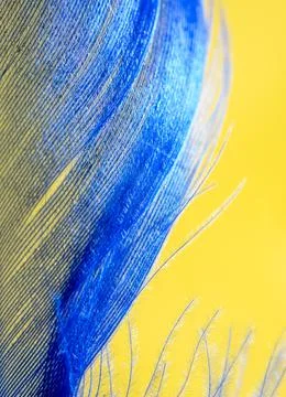Blue feather on a yellow background. Stock Photos