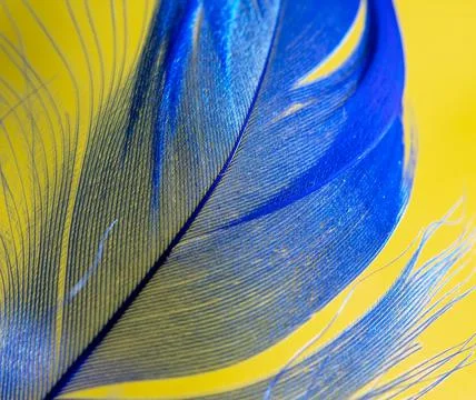 Blue feather on a yellow background. Stock Photos