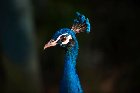 The blue feathered crown 2 Stock Photos